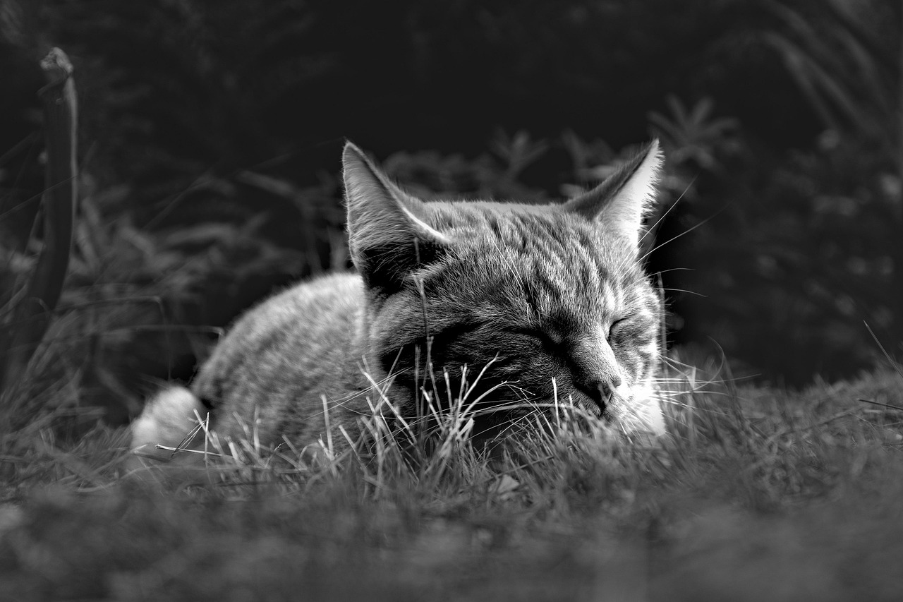 découvrez l'importance du sommeil pour la santé et le bien-être. conseils et astuces pour mieux dormir et améliorer la qualité de votre repos.