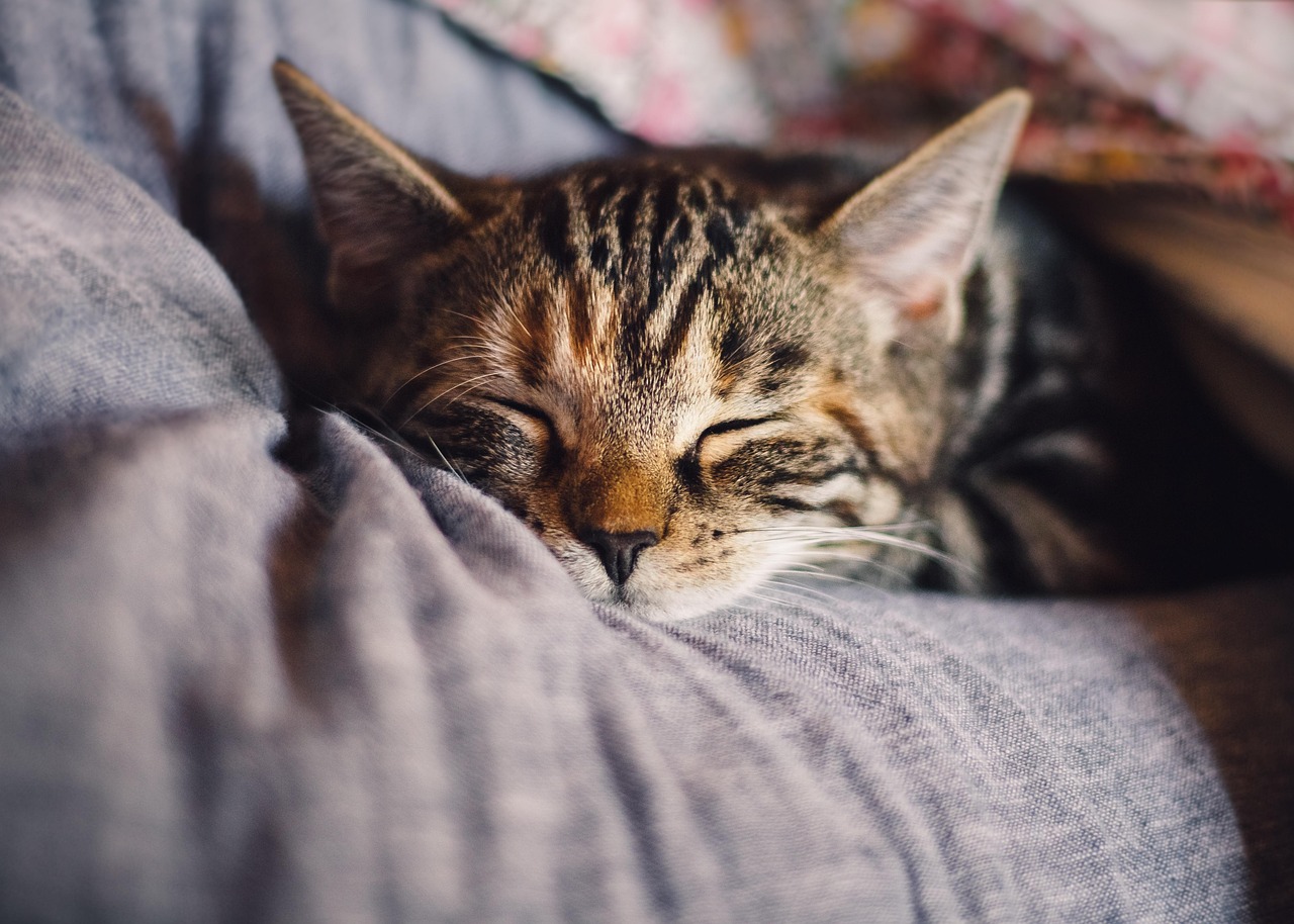 améliorez la qualité de votre sommeil grâce à nos conseils et astuces pour des nuits réparatrices et un bien-être optimal.