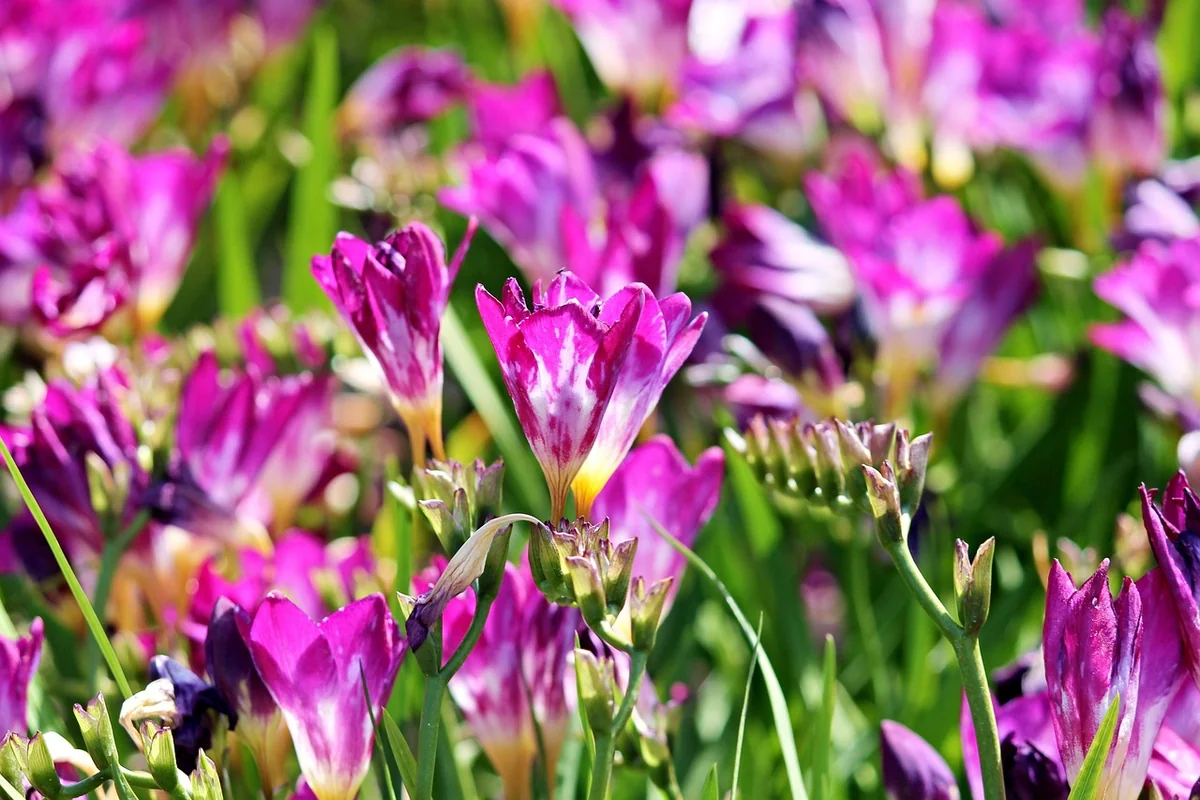 Est-ce que les freesias sont vivaces ?