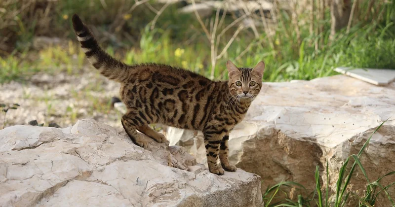 Un chat peut-il être trisomique ?