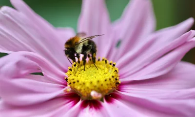 Découverte fascinante : la signification spirituelle du bourdon en 2026