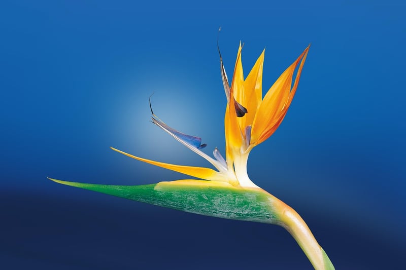 L’oiseau de paradis explose en 2026 : conseils pour une floraison spectaculaire